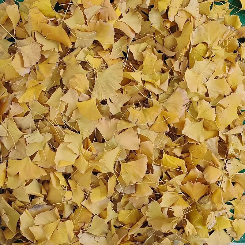 أوراق الجنكو بيلوبا الطبيعية ا - مراجعة Soap Making Home وسعره